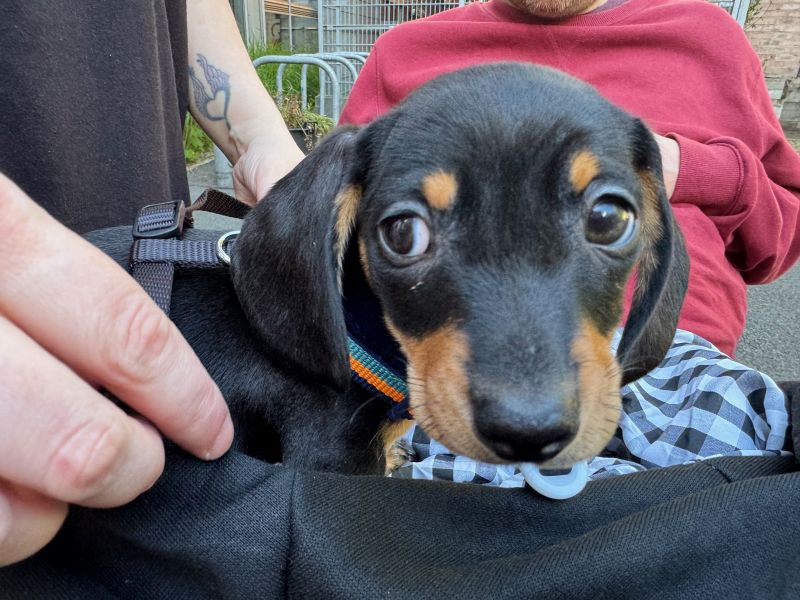 File:A little pup.jpg